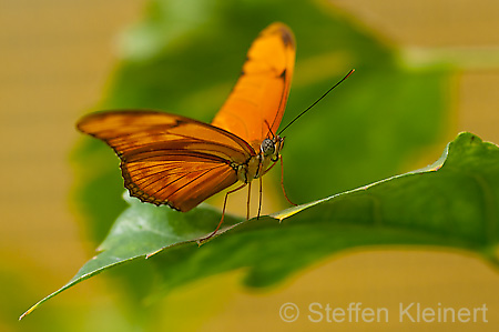 072 Julia-Falter - Dryas julia